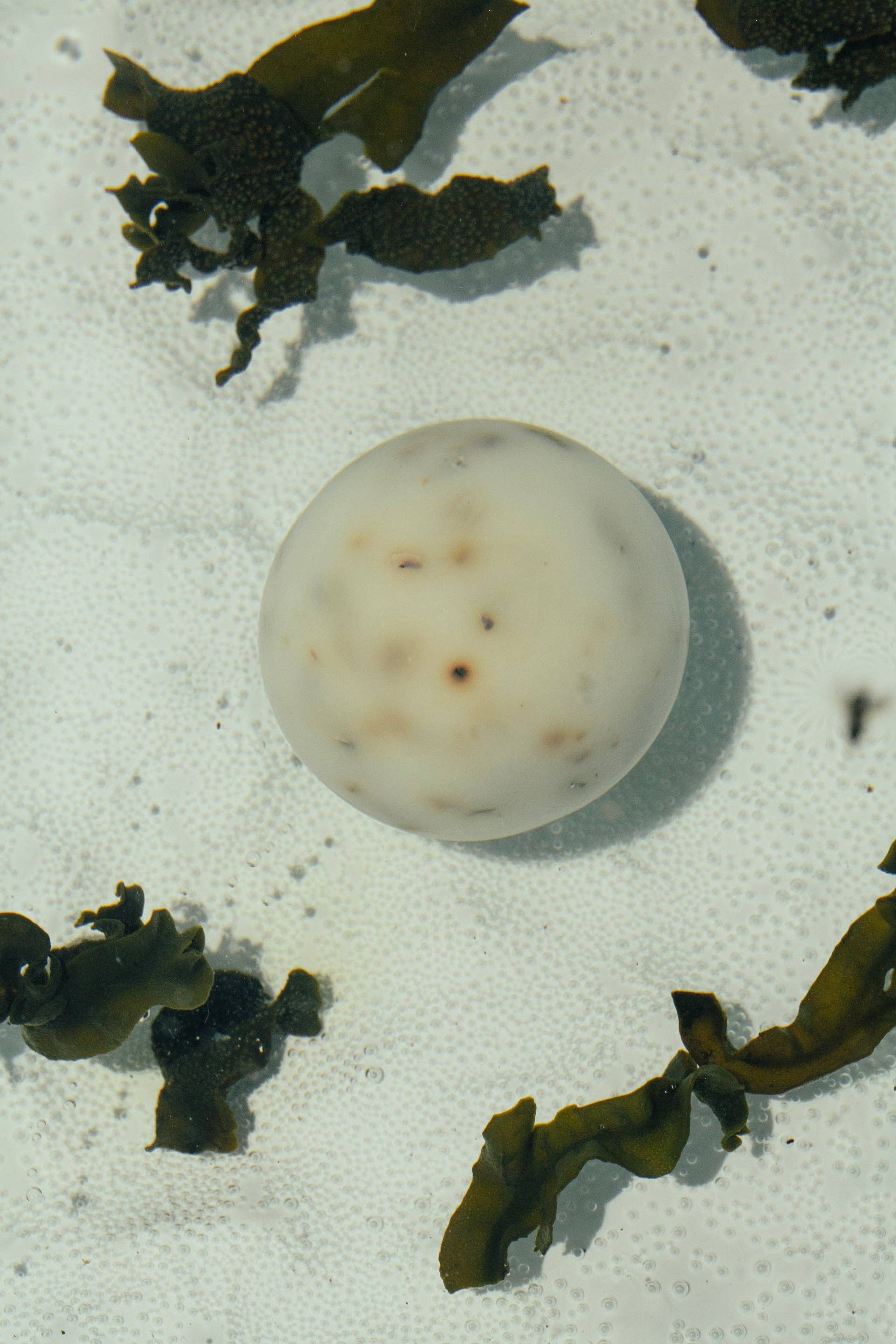 Sea Change Bar Sphere Soap – Neroli & Bladderwrack, 3.5 oz